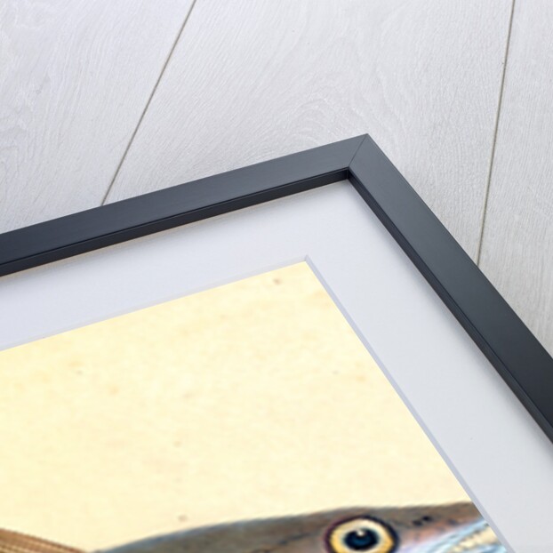 Whiting, Gadus Merlangius by E. Donovan