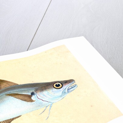 Whiting, Gadus Merlangius by E. Donovan