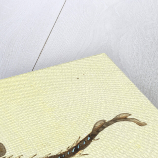 Thornback, Raia clavata by E. Donovan