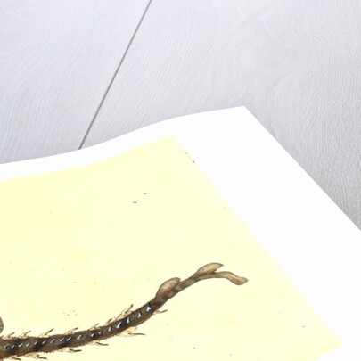 Thornback, Raia clavata by E. Donovan