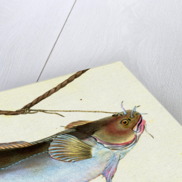 Cod, five-beared, Gadus Mustella by E. Donovan