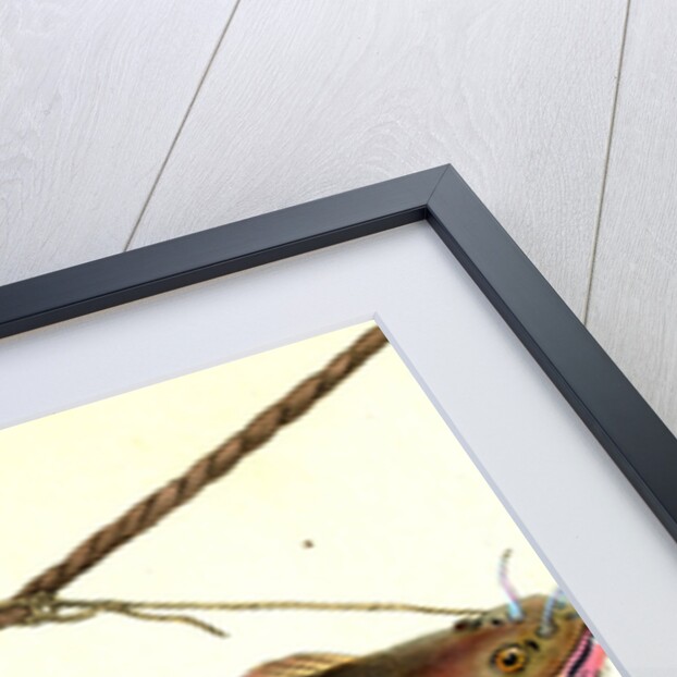 Cod, five-beared, Gadus Mustella by E. Donovan