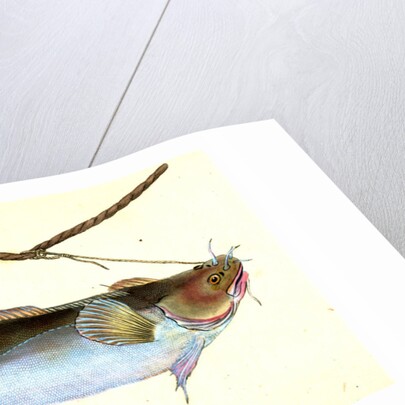 Cod, five-beared, Gadus Mustella by E. Donovan