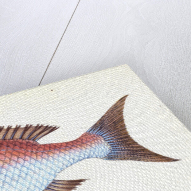 Sparus, four-toothed, Sparus dentex by E. Donovan