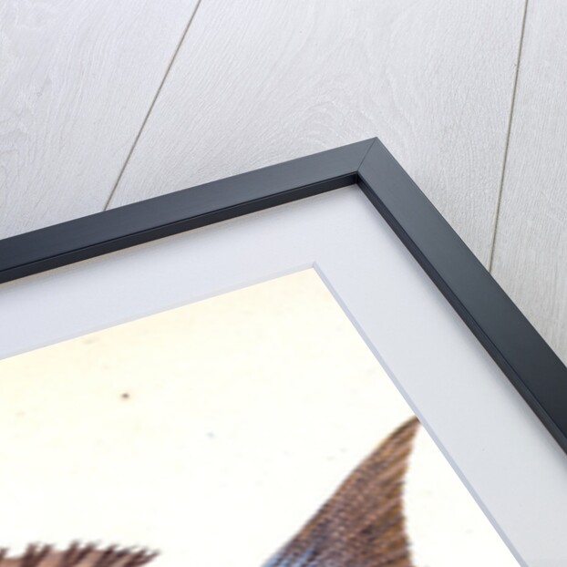 Sparus, four-toothed, Sparus dentex by E. Donovan