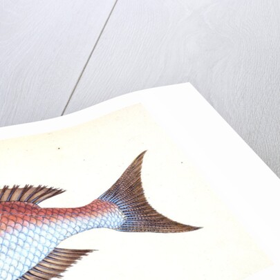 Sparus, four-toothed, Sparus dentex by E. Donovan