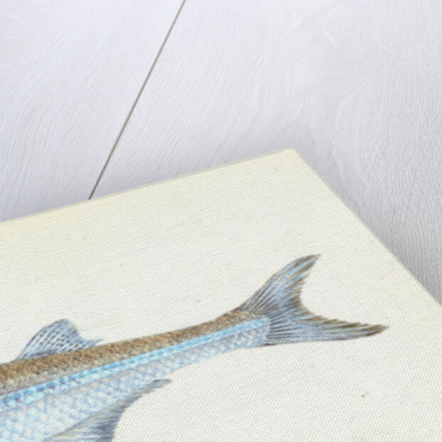 European Atherine, Atherina Hepsetus by E. Donovan