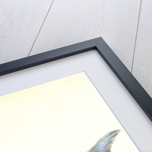 European Atherine, Atherina Hepsetus by E. Donovan