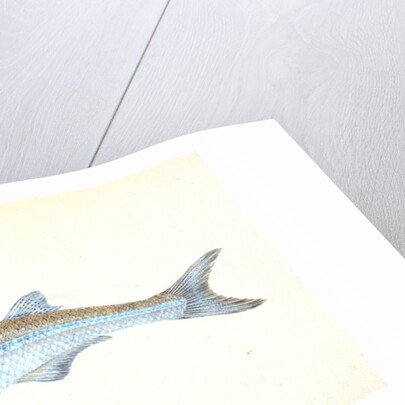 European Atherine, Atherina Hepsetus by E. Donovan