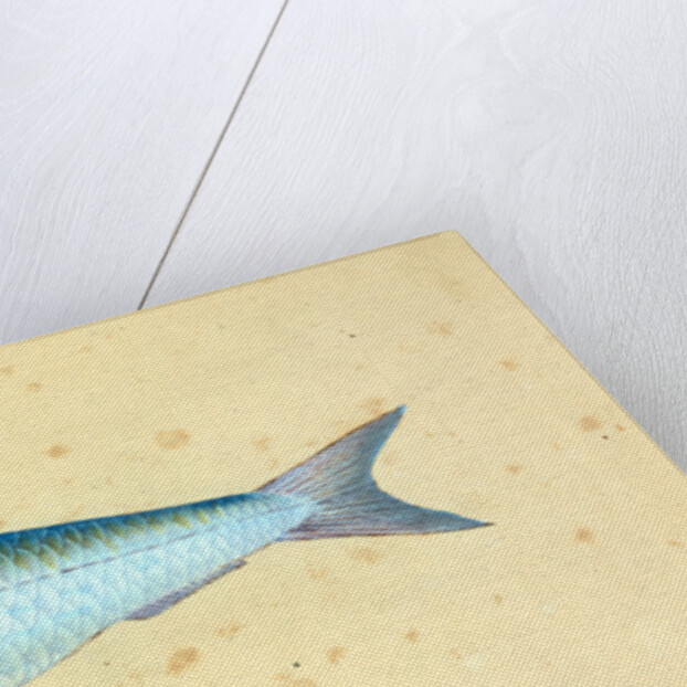 Gudgeon, Cyprinus Gobio by E. Donovan