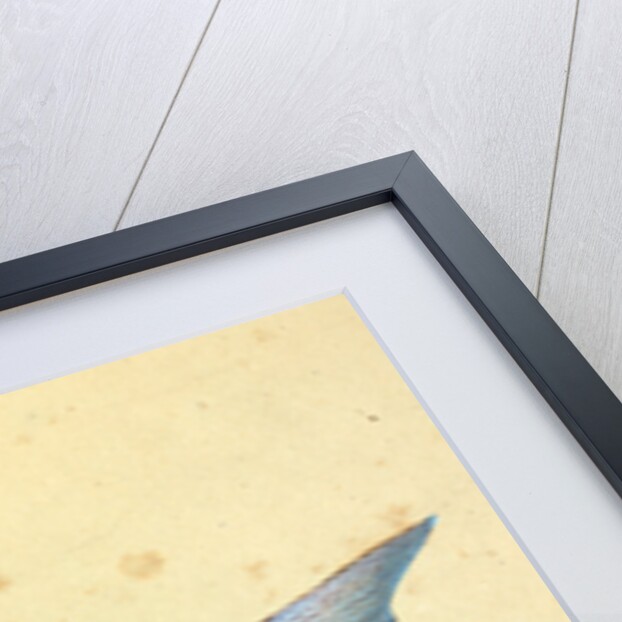 Gudgeon, Cyprinus Gobio by E. Donovan