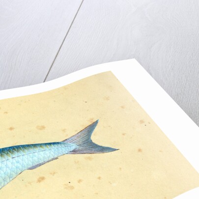 Gudgeon, Cyprinus Gobio by E. Donovan