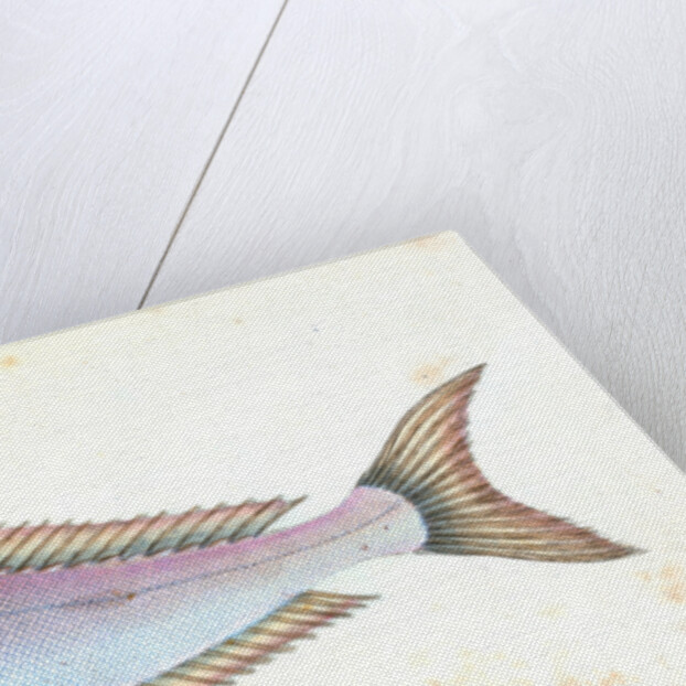 Piper, Trigla Lyra by E. Donovan