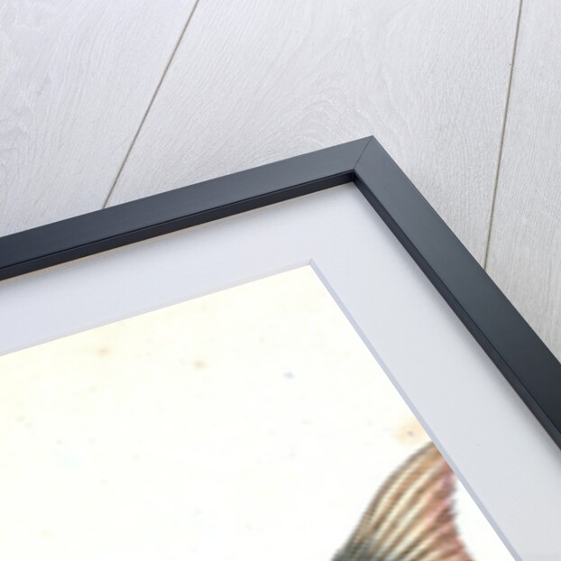 Piper, Trigla Lyra by E. Donovan