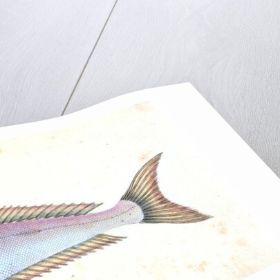 Piper, Trigla Lyra by E. Donovan