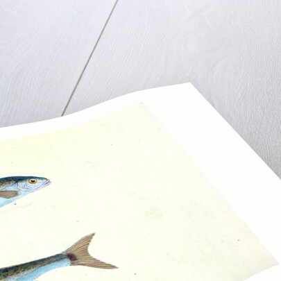 Sole, Pleuronectes Solea by E. Donovan