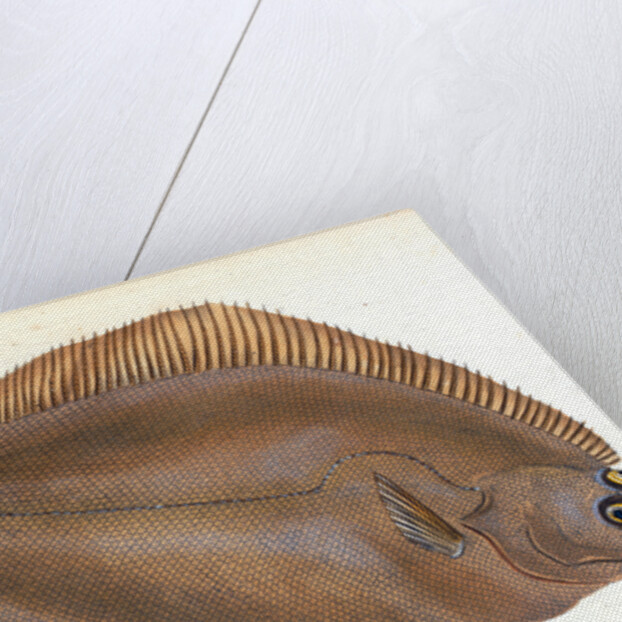 Unctuous Sucker, Cyclopterus liparis by E. Donovan