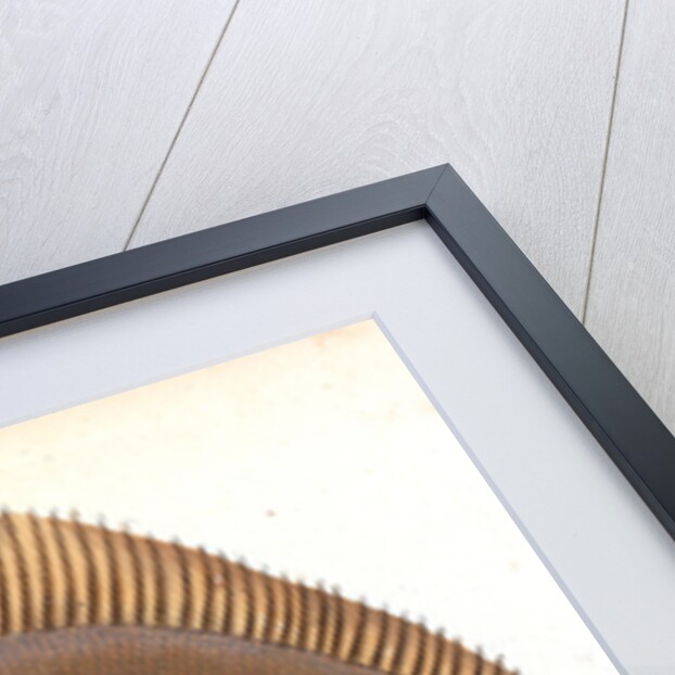 Unctuous Sucker, Cyclopterus liparis by E. Donovan