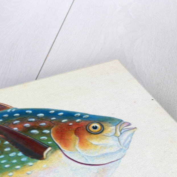 Opah, or King-fish, Zeus Luna by E. Donovan