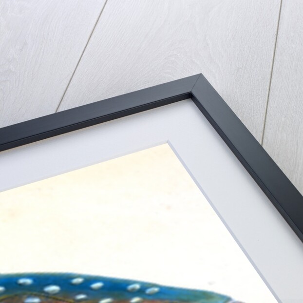 Opah, or King-fish, Zeus Luna by E. Donovan