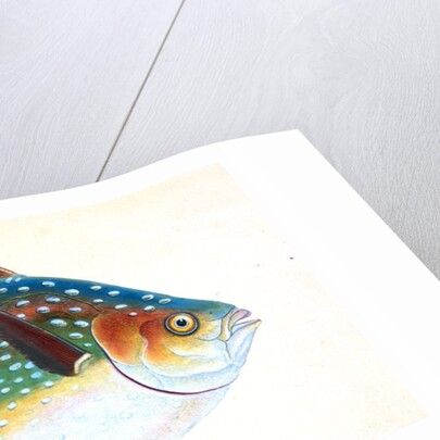 Opah, or King-fish, Zeus Luna by E. Donovan