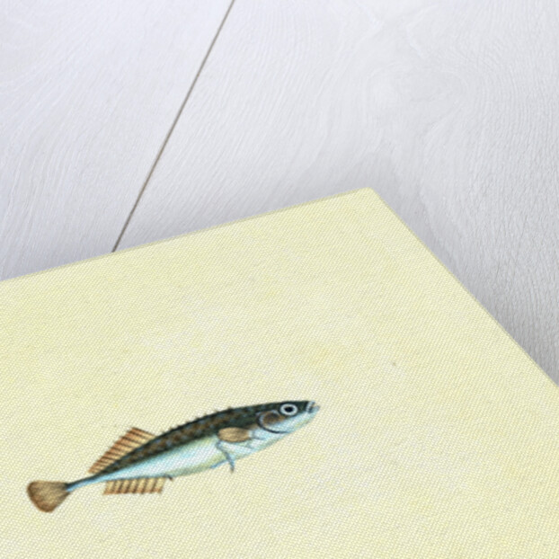 Ten-spined Stickleback, Gasterosteus pungitius by E. Donovan