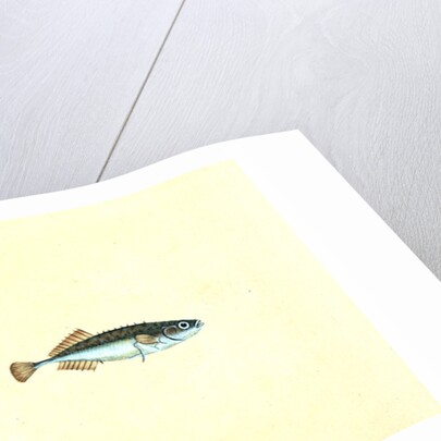 Ten-spined Stickleback, Gasterosteus pungitius by E. Donovan