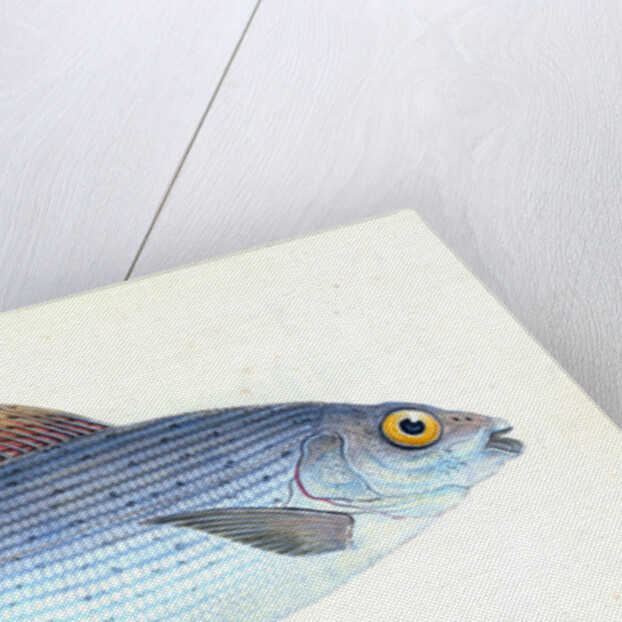 Grayling, Salmo Thymallus by E. Donovan