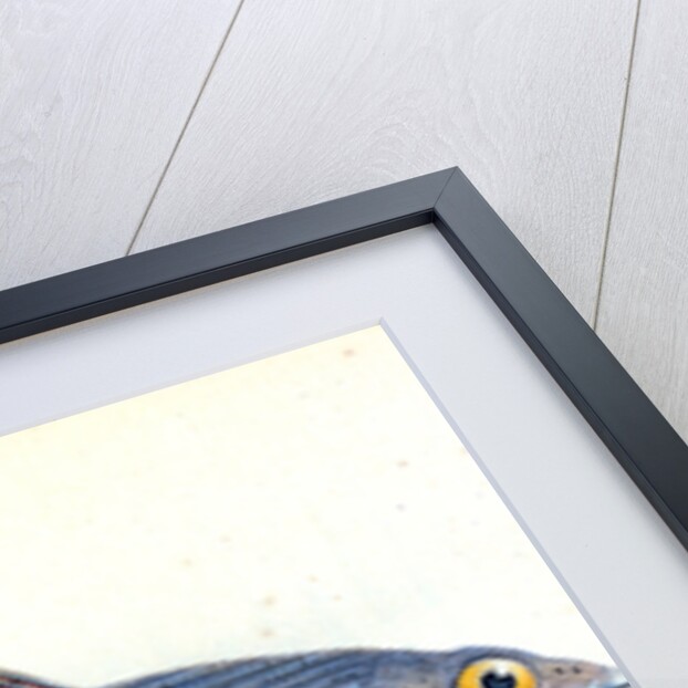 Grayling, Salmo Thymallus by E. Donovan