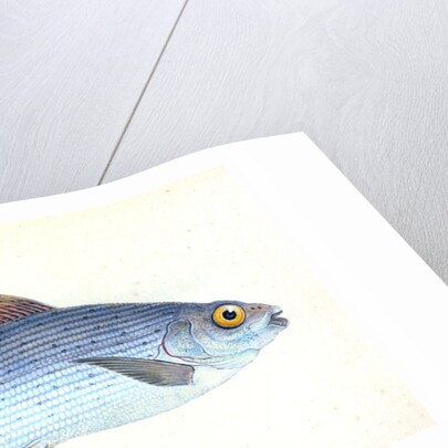 Grayling, Salmo Thymallus by E. Donovan