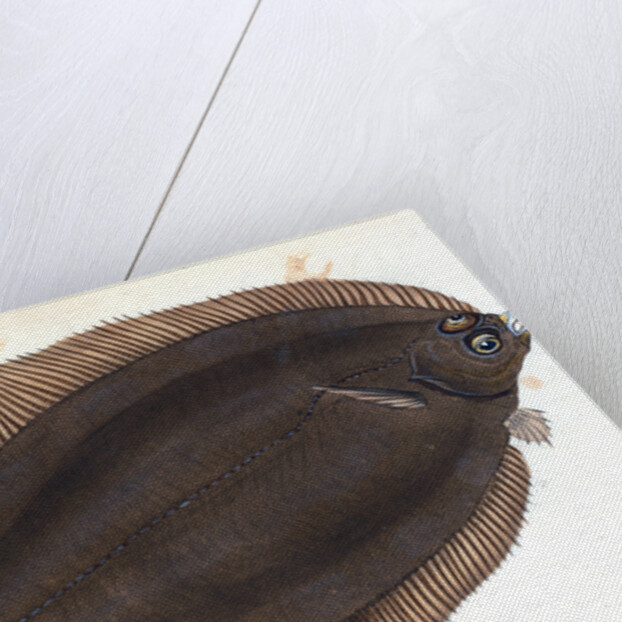 Basse, Perca labrax by E. Donovan