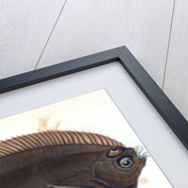 Basse, Perca labrax by E. Donovan