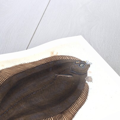 Basse, Perca labrax by E. Donovan