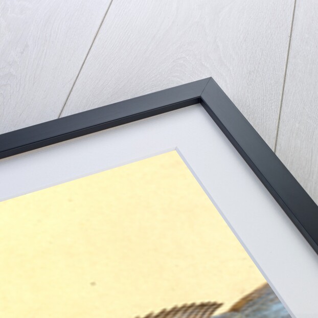 Hake, Gadus Merluccius by E. Donovan