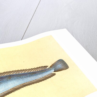 Hake, Gadus Merluccius by E. Donovan