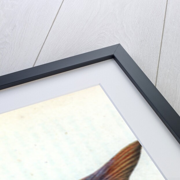 Pilchard,Clupea pilcardus by E. Donovan