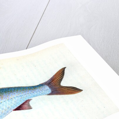 Pilchard,Clupea pilcardus by E. Donovan