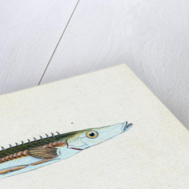 Smelt, Salmo eperlanus by E. Donovan