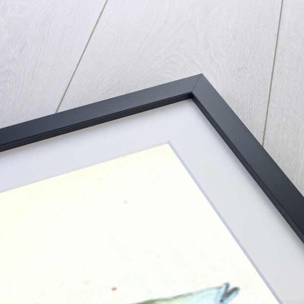 Smelt, Salmo eperlanus by E. Donovan