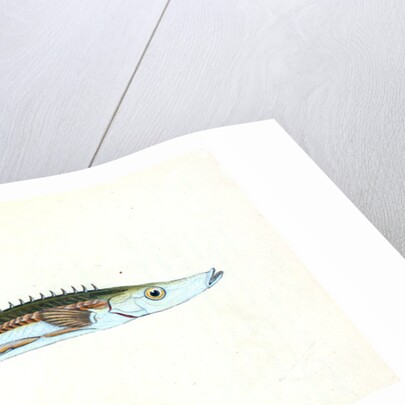 Smelt, Salmo eperlanus by E. Donovan