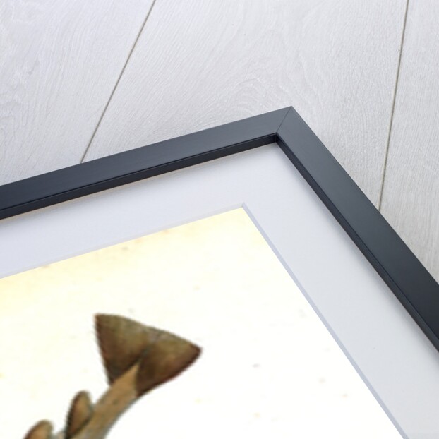 Lesser Spotted Dog-fish, Squalus Catulus by E. Donovan