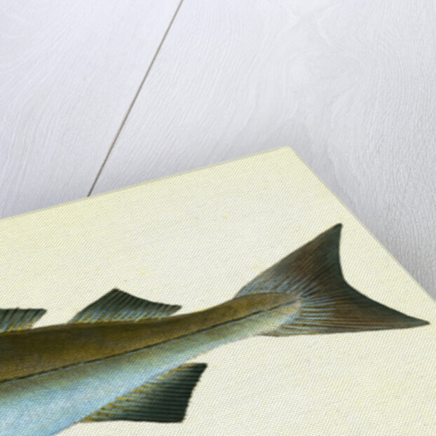 Pollack, Gadus Pollachius, 1802 by E. Donovan