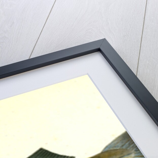 Pollack, Gadus Pollachius, 1802 by E. Donovan