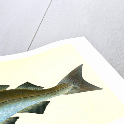 Pollack, Gadus Pollachius, 1802 by E. Donovan