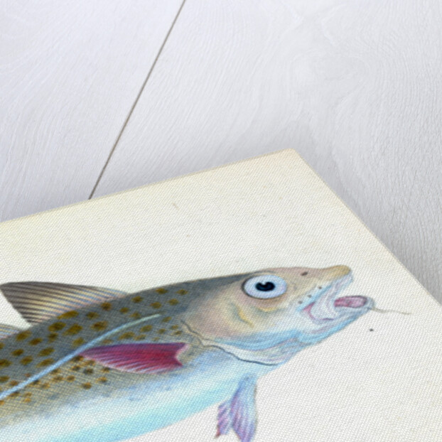 Common Cod-fish, Gadus Morhua by E. Donovan