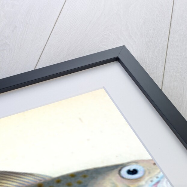 Common Cod-fish, Gadus Morhua by E. Donovan