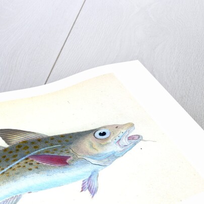 Common Cod-fish, Gadus Morhua by E. Donovan