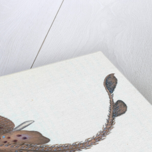 Mirror Ray, Raja miraletus by E. Donovan