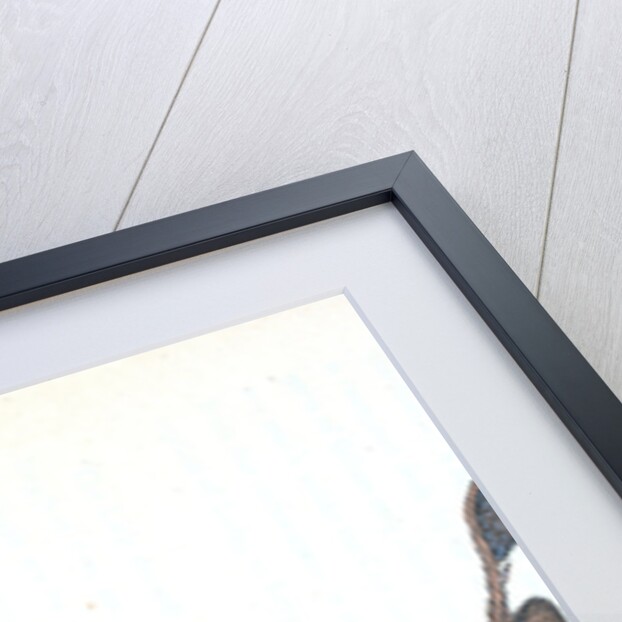 Mirror Ray, Raja miraletus by E. Donovan