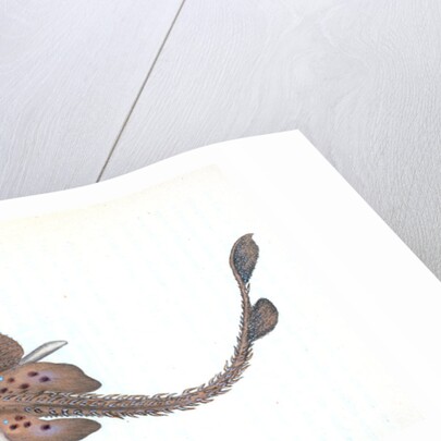 Mirror Ray, Raja miraletus by E. Donovan